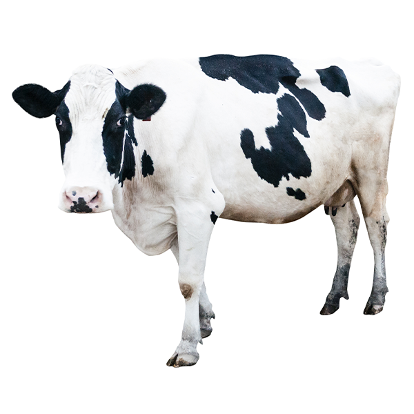 litière pour élevage bovins