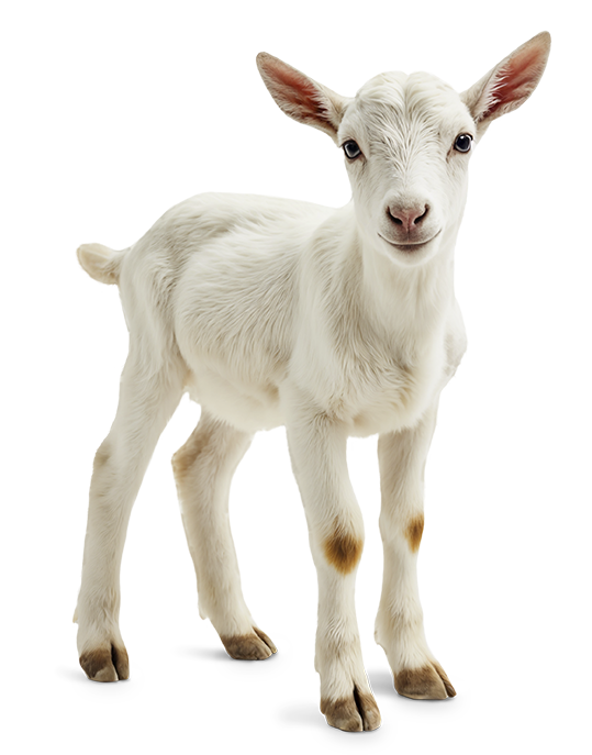 litière élevage moutons