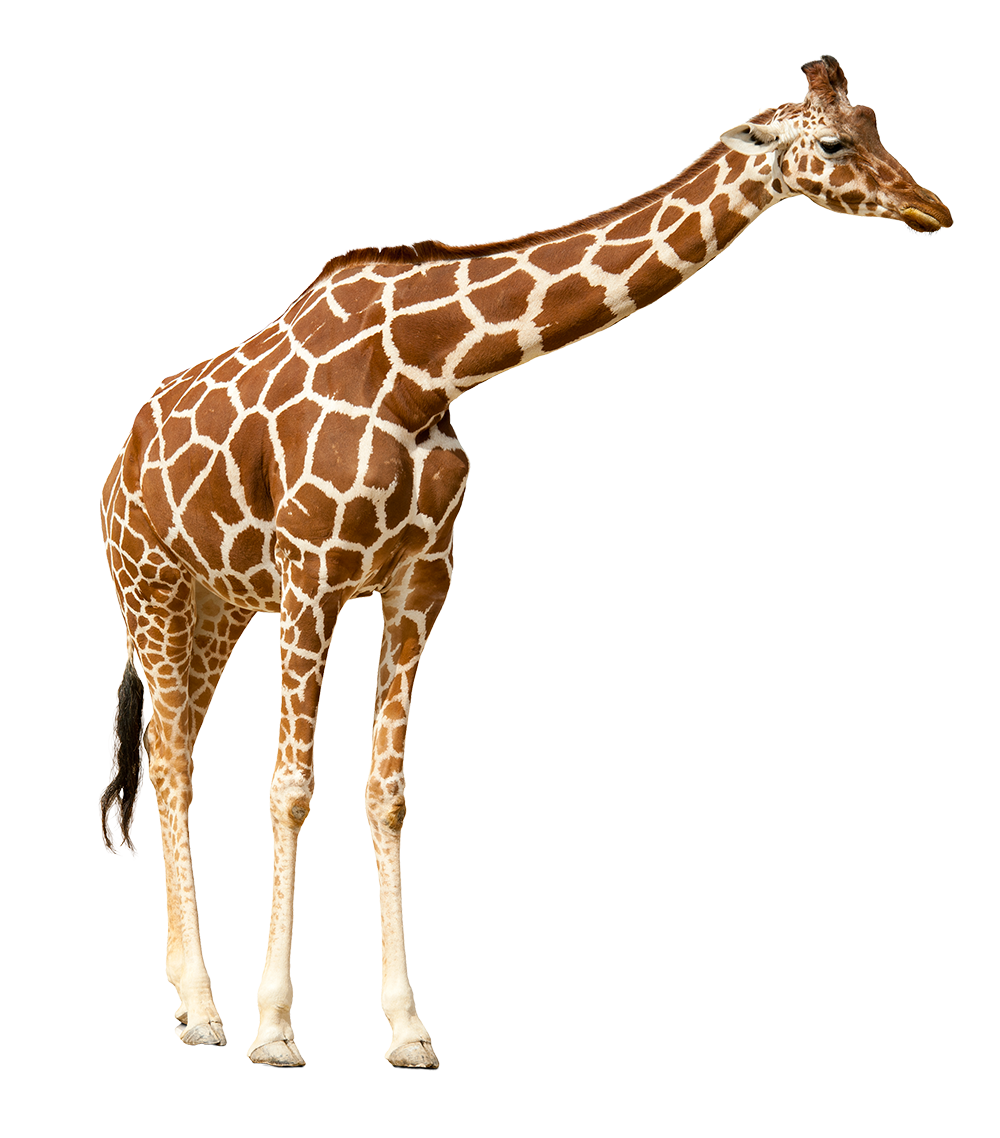 Litière pour les Zoo