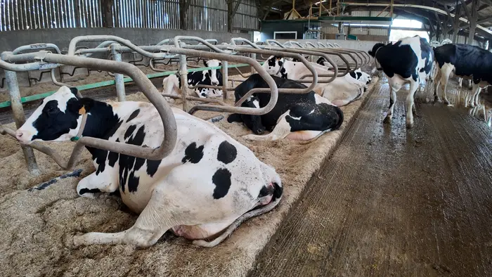 litière pour vaches laitières