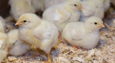 POULETS (lot courte durée)