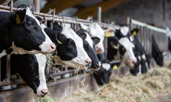 litière de lin pour les vaches production de lait